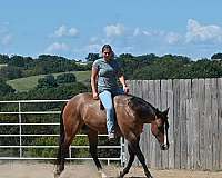 english-pleasure-quarter-horse