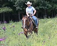 beginner-quarter-horse