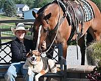 husband-safe-quarter-horse