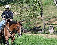 jumper-quarter-horse