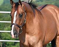 jumping-quarter-horse