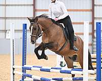 hunter-jumper-quarter-horse