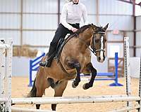 eventing-quarter-horse