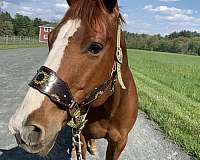 all-around-quarter-horse