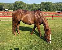 english-pleasure-quarter-horse
