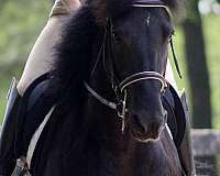 all-around-friesian-horse