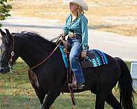 dressage-friesian-horse