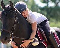 english-pleasure-friesian-horse