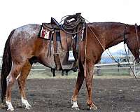 ranch-horse-quarter