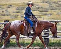 working-ranch-horse-quarter