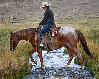 ranch-sorting-quarter-horse