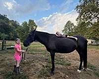 standardbred-mare