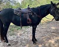 standardbred-horse-for-sale
