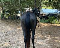 standardbred-horse