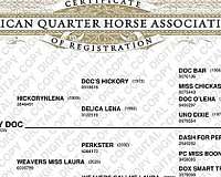 all-around-quarter-horse