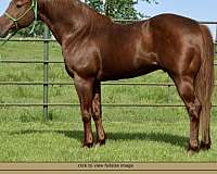 sorrel-blaze-3-socks-horse