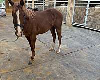 blaze-3-socks-horse
