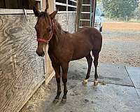 both-rear-pasterns-horse