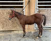 bay-both-rear-pasterns-horse