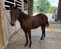 both-rear-pasterns-horse