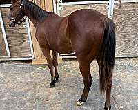 bay-both-rear-pasterns-horse