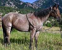 athletic-quarter-horse