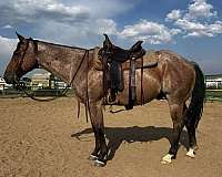 all-around-quarter-horse