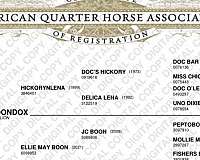 all-around-quarter-horse