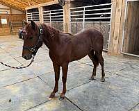 star-horse