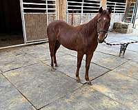 grey-star-horse