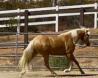 performance-welsh-cob-horse