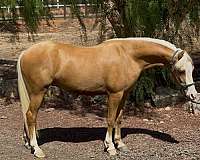 playday-welsh-cob-horse