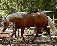 show-hack-welsh-cob-horse
