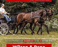 all-around-friesian-horse