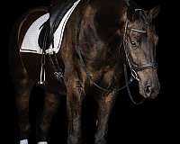 athletic-friesian-horse
