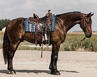 driving-friesian-horse
