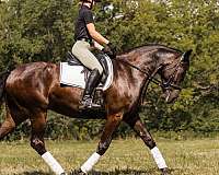 flashy-friesian-horse