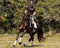 hunter-jumper-friesian-horse