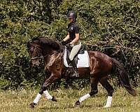parade-friesian-horse