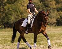 ridden-english-friesian-horse