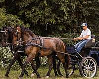 ridden-western-friesian-horse