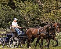 show-friesian-horse