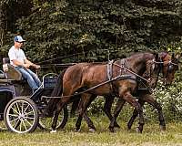 team-driving-friesian-horse