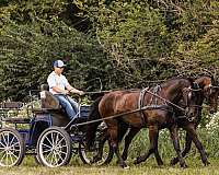 trail-friesian-horse