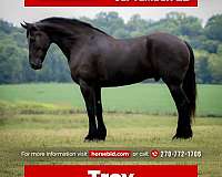 all-around-friesian-horse