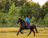 athletic-friesian-horse