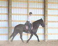dressage-friesian-horse