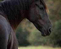 husband-safe-friesian-horse