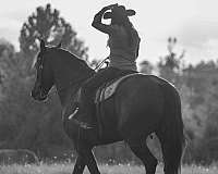 kid-safe-friesian-horse