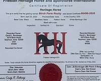 parade-friesian-horse
